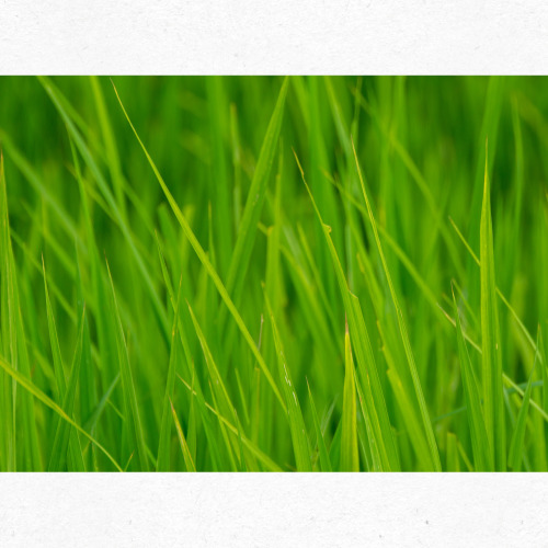 입추를 맞아 황금 들녘을 걷는 농부의 모습