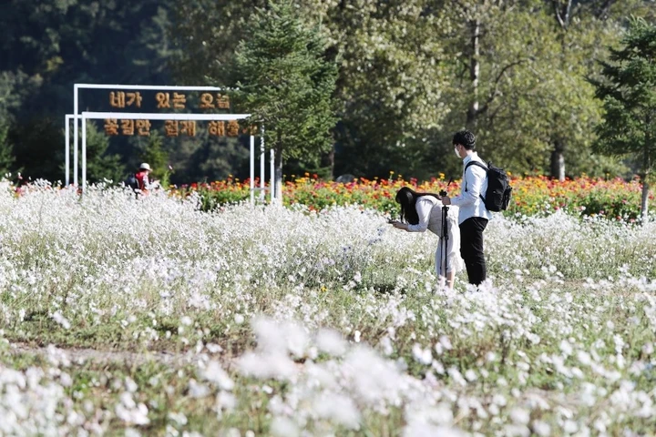 자라섬꽃페스타