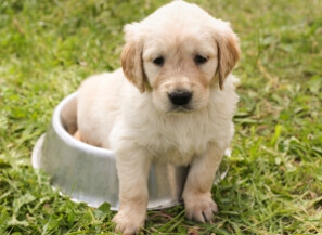 강아지 중성화 수술