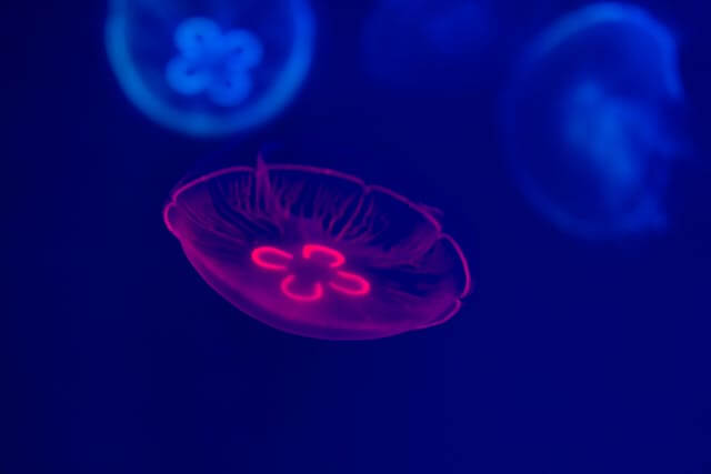 큰 물고기꿈, 황금색 물고기 꿈 등. 물고기 꿈 해몽