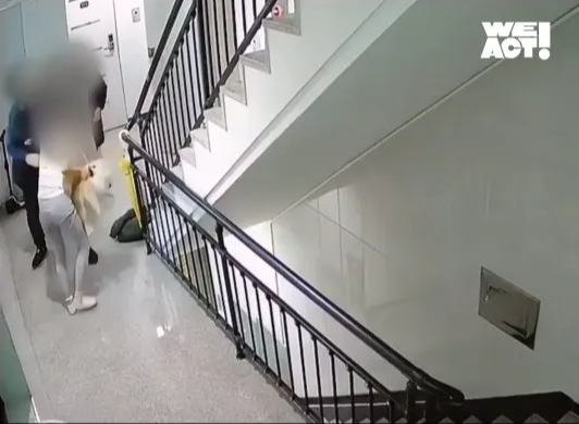 경기 김포 빌라 '2층에서 던져진 개' 사건 충격.. [반려견 강아지 동물 학대 위액트 구조 현재 상황]