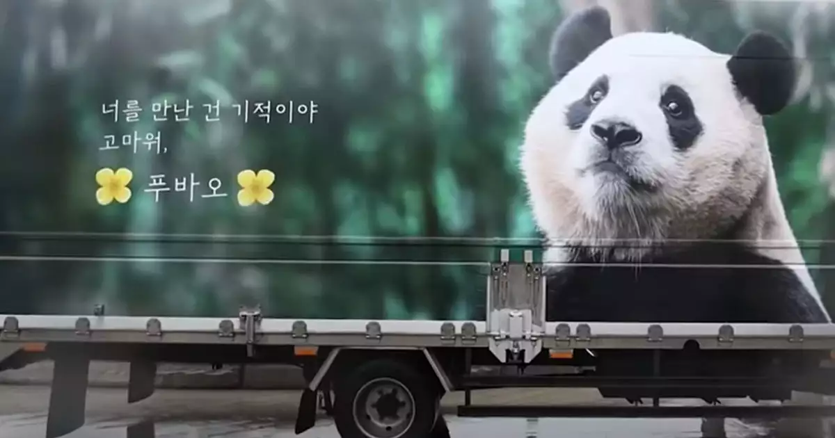 푸바오를 기억하며