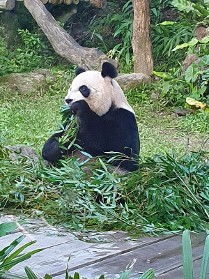 타이베이 여행 추천 타이베이 시립 동물원