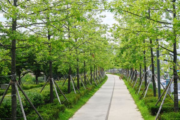 원주시 우산동~반곡관설동 11.3km를 잇는 폐철도 복원 바람길숲(평원동 구간)