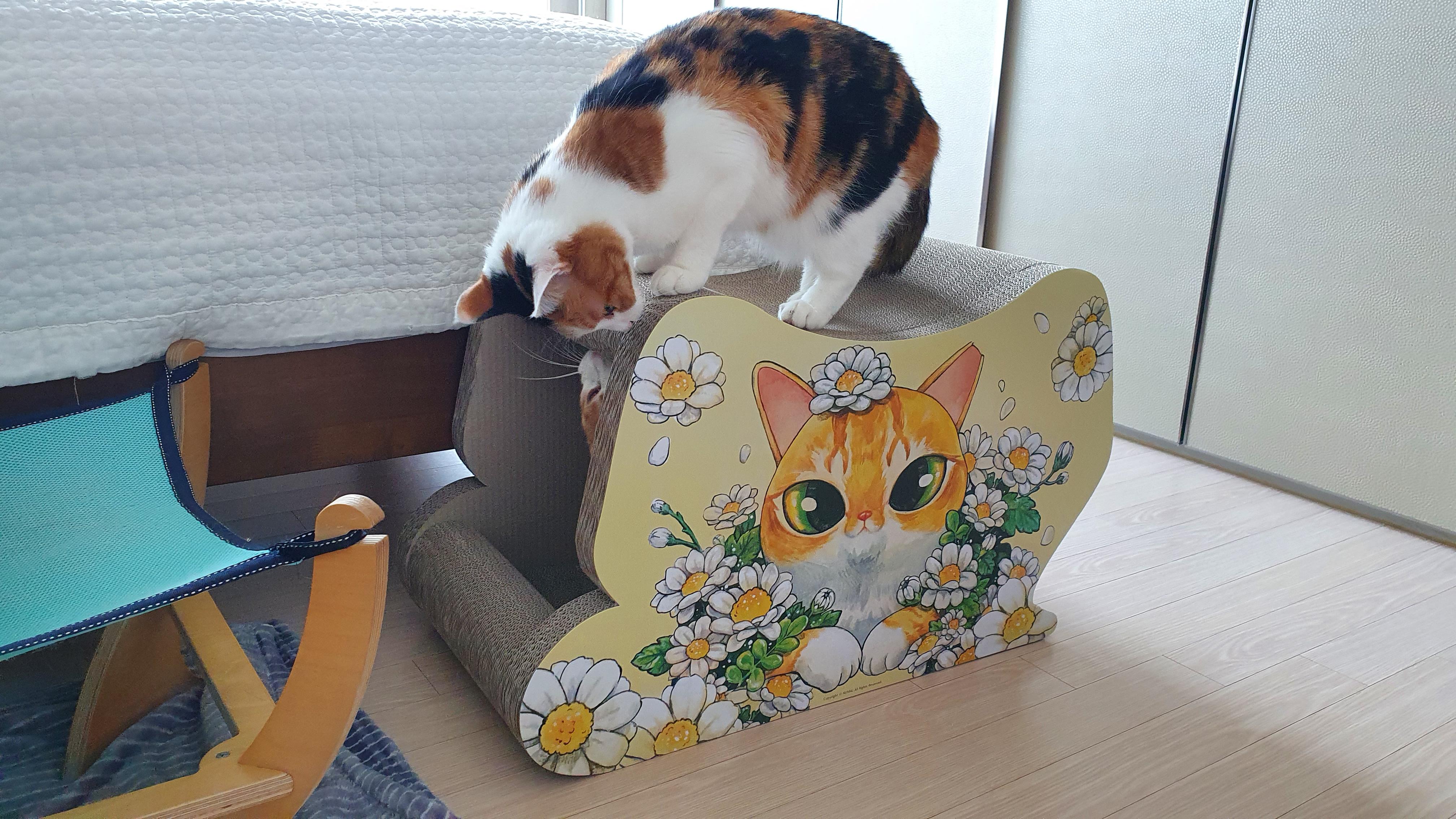 집사가 사준 스크래쳐를 잘 써주는 고양이들. 고양이들에게 스크래쳐가 꼭 필요한 이유.