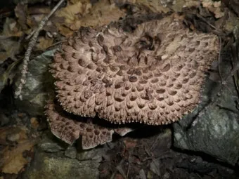 능이버섯 채취시기 산행 정보를 정리_9