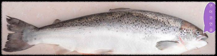 연어코연골-사진