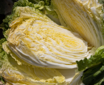 김장배추-사진2