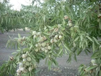 아몬드 재배 개화기 저온 대책 수분수 관리_5