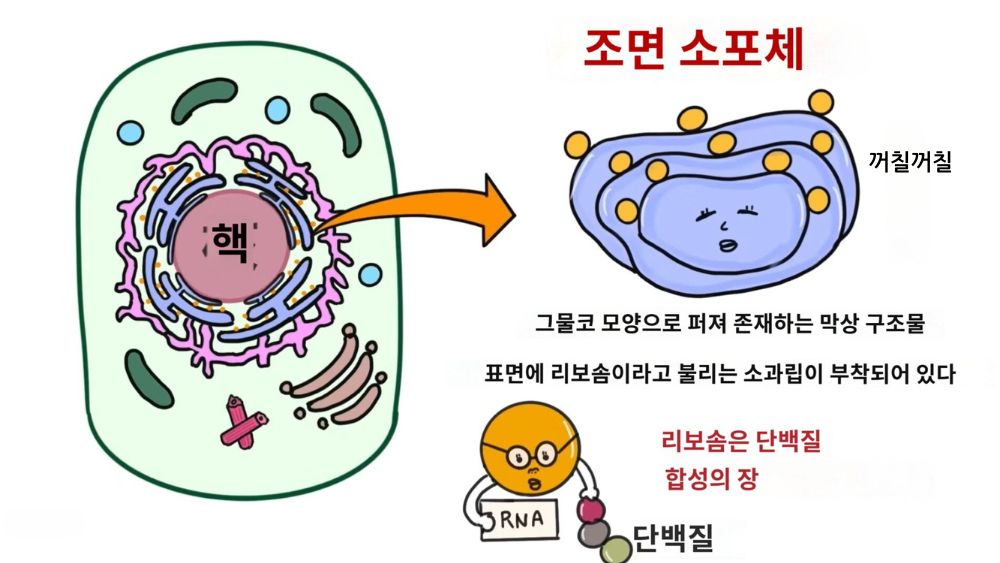 세포의 구조와 기능