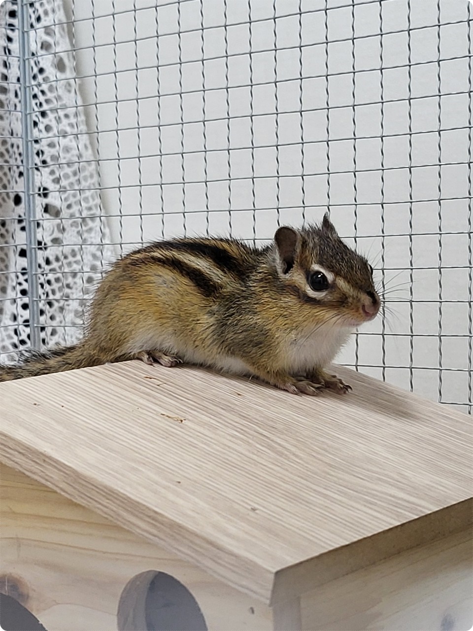 지붕위의 휴식