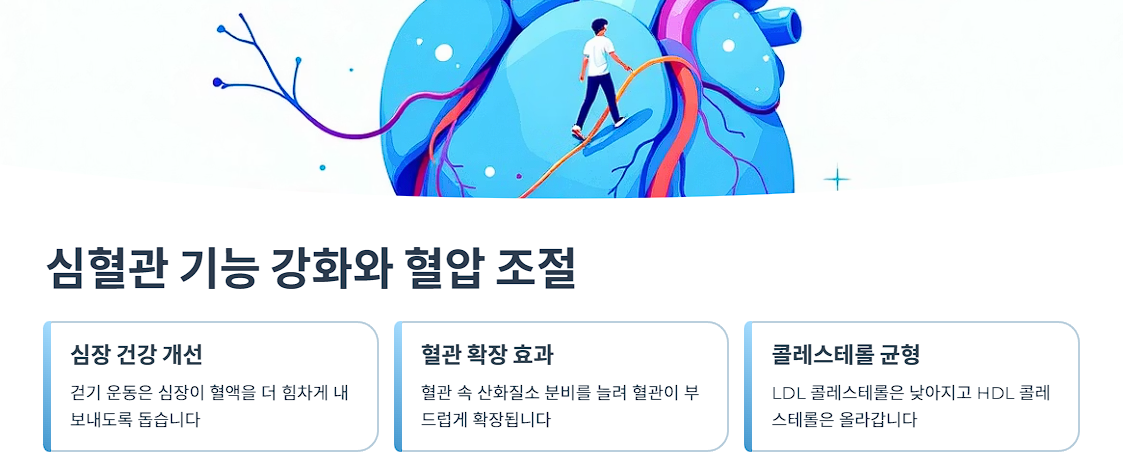 심혈관 기능 강화와 혈압 조절