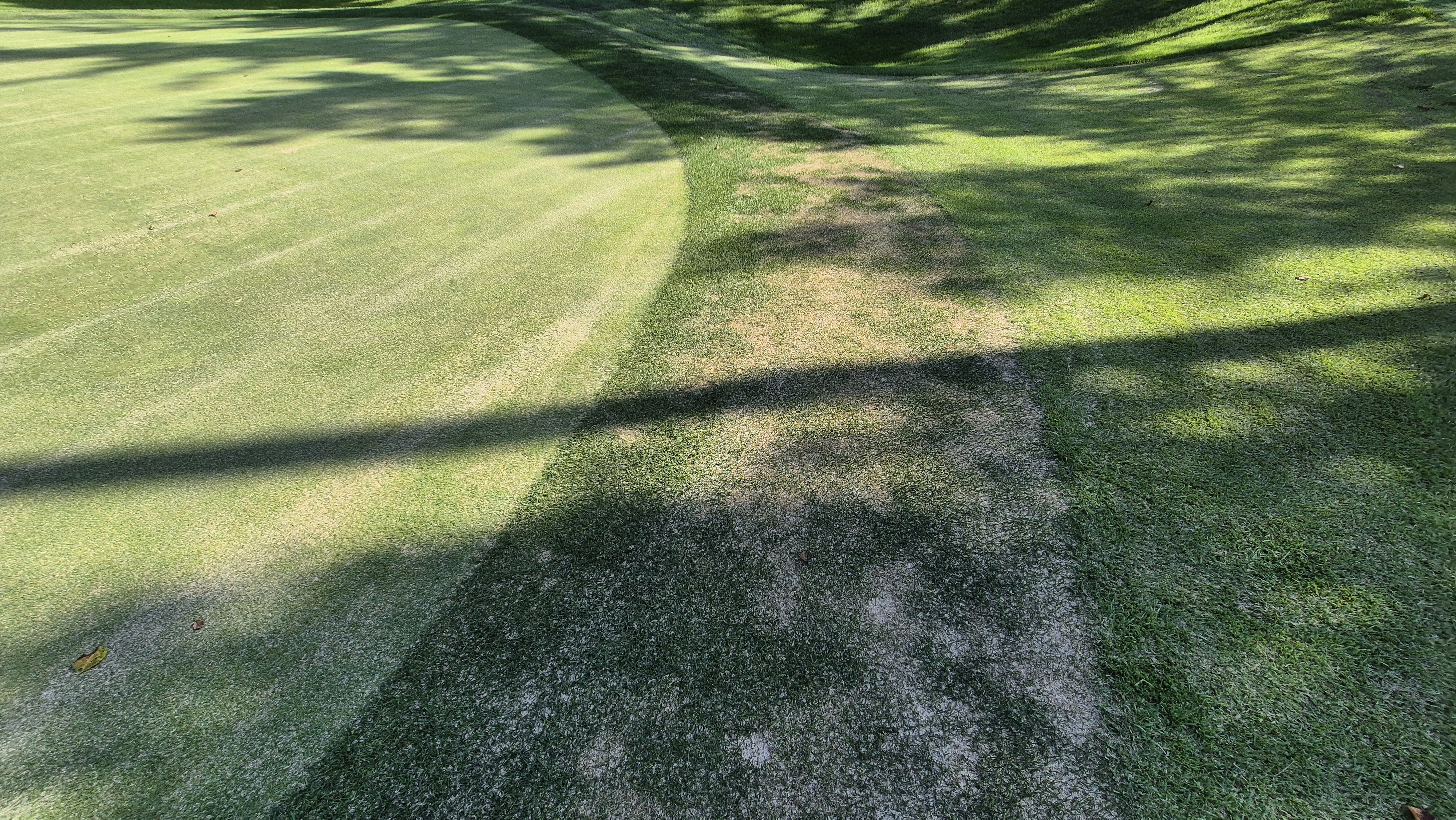 대영힐스cc 청-력 코스 라운드 후기