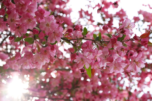 서울 근교 봄 나들이 1순위 화담숲 예약방법 예매안내