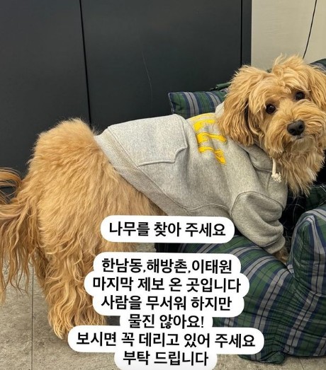 송혜교 지인 반려견 이태원 한남동 해방촌 찾기