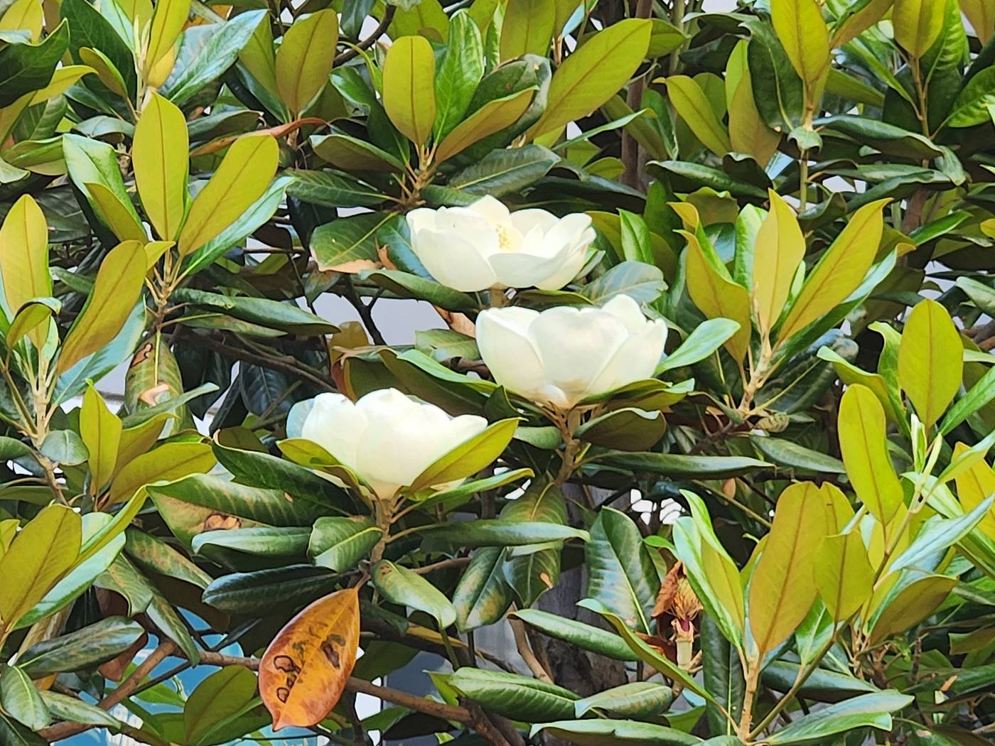 태산목