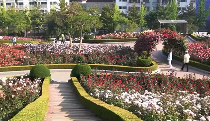 부천백만송이 장미원5