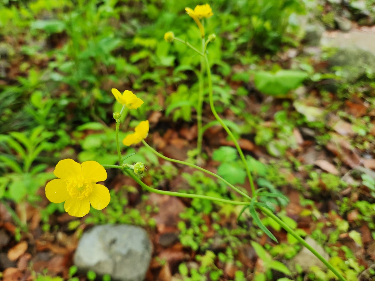 미나리아재비 Buttercup