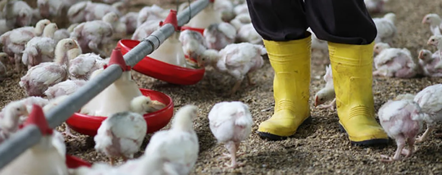 해외여행객 및 축산관계자 준수사항