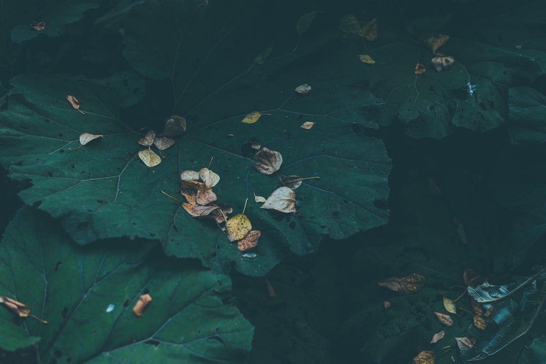 Burdock