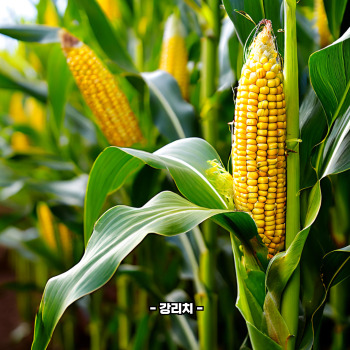 초당옥수수 부작용