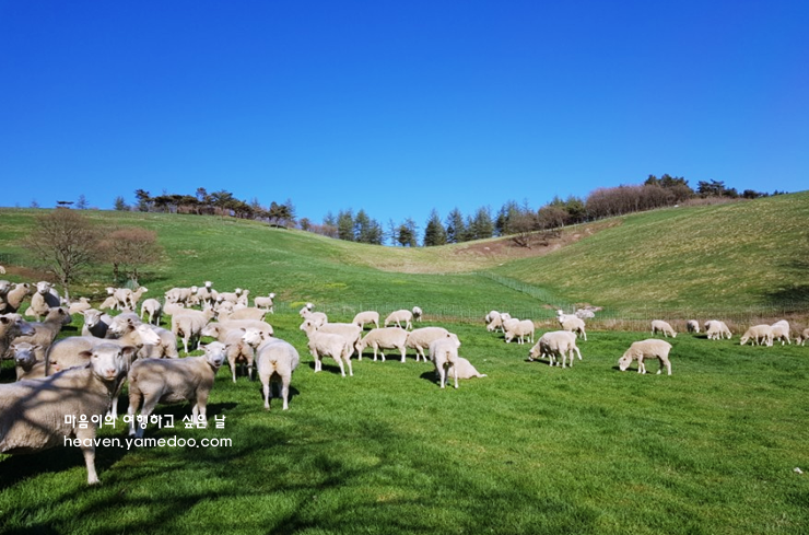 평창 가볼만한곳