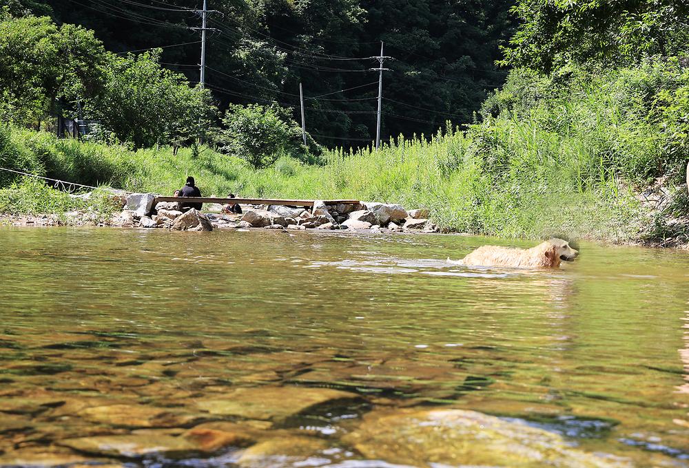 반려견과 함께, 그자리 야영장 소개
