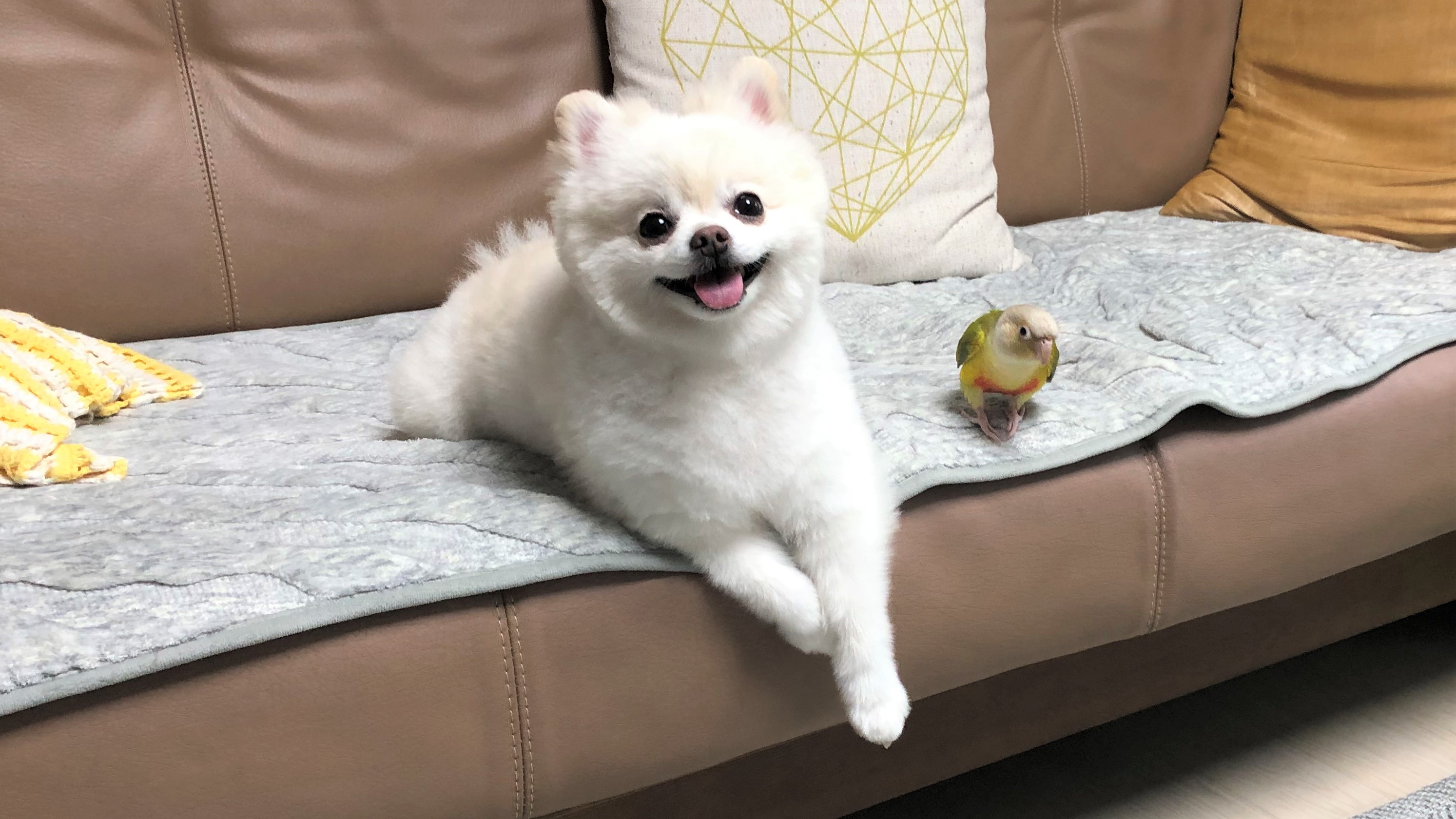 강아지 두부와 앵무새 피코