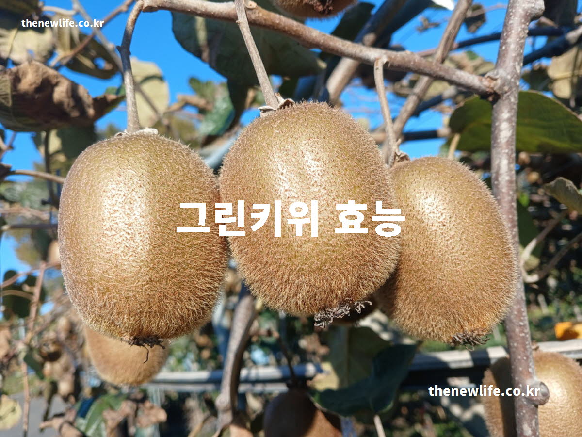 그린키위 효능 대표 실사진