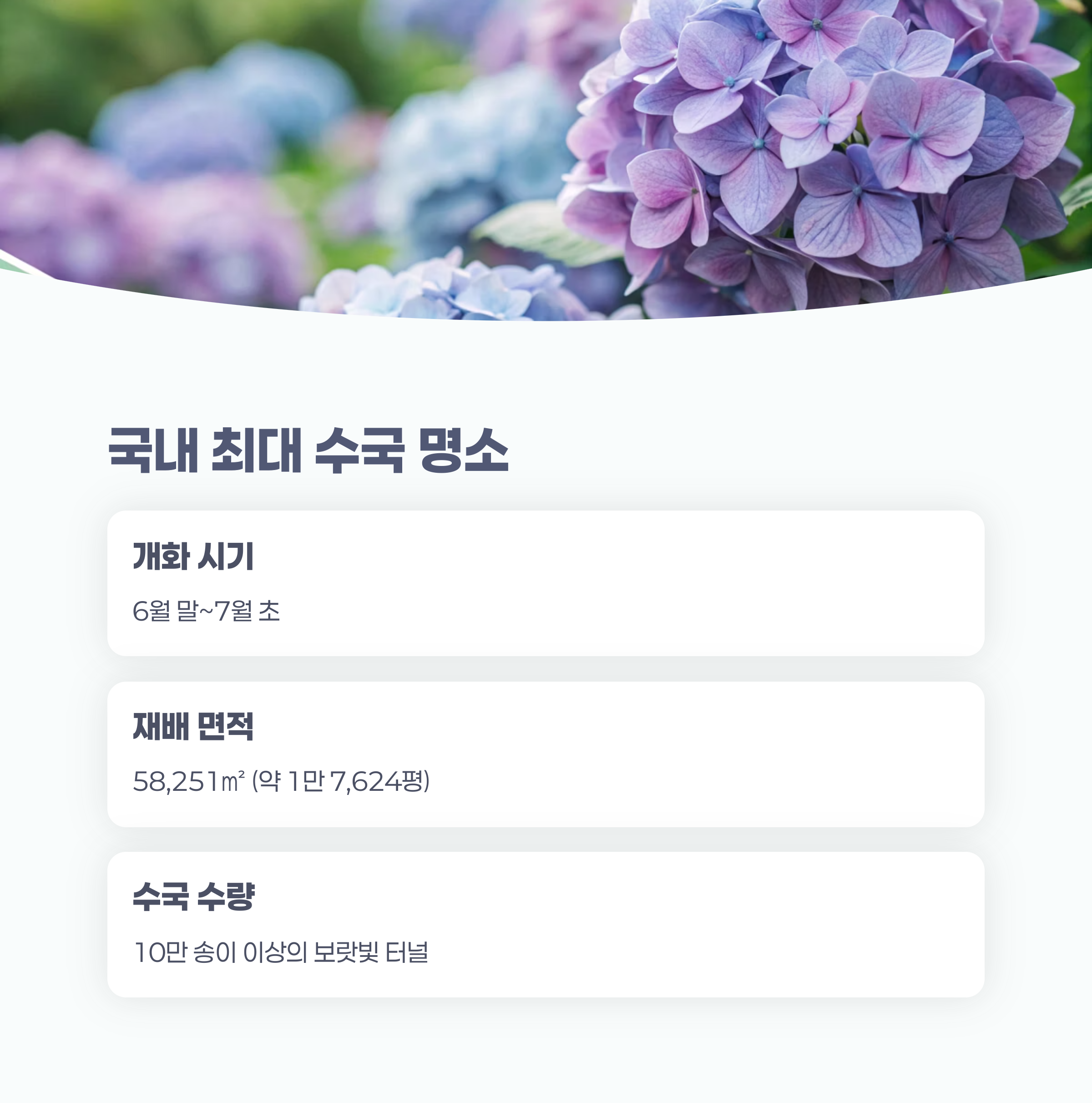 수국 개화시기