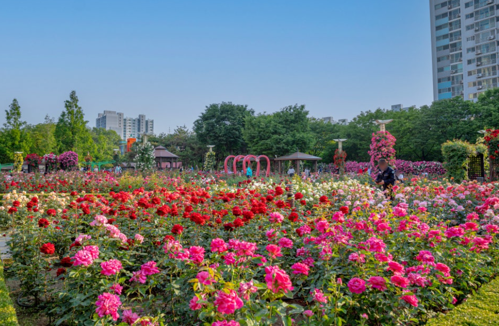 대구 이곡 장미공원 장미축제