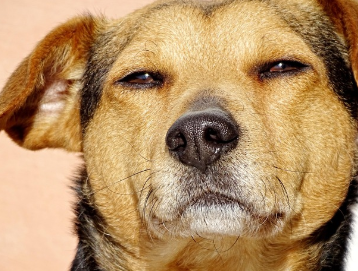 폐인같은 강아지