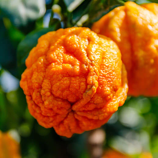 딥디크-딥티크-오데썽-Eau-des-sens-bitter-orange