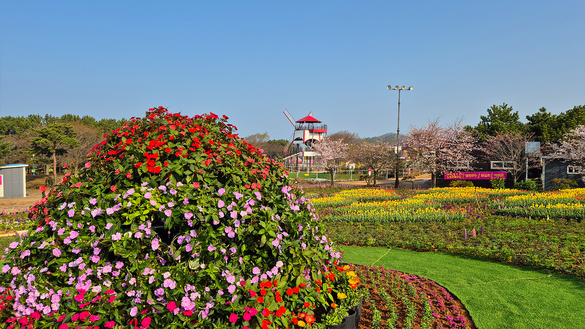 태안 튤립축제