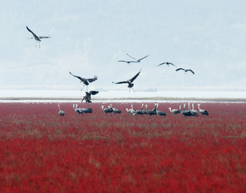 흑두루미의 낙원1 / 순천만 습지 포토 갤러리 제공