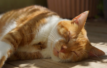 잠자는 고양이.