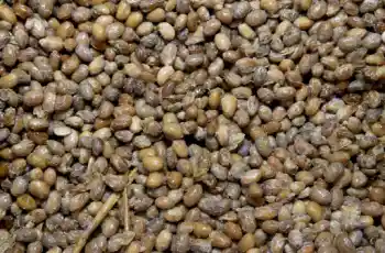 청국장 효능 및 영양성분&amp;#44; 주의점