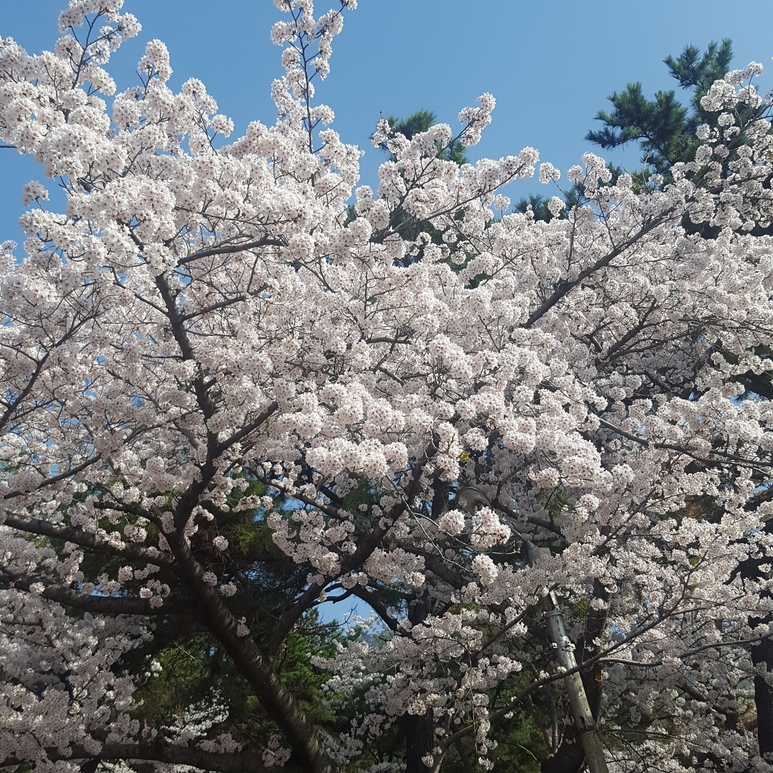 장복산 전망대-01