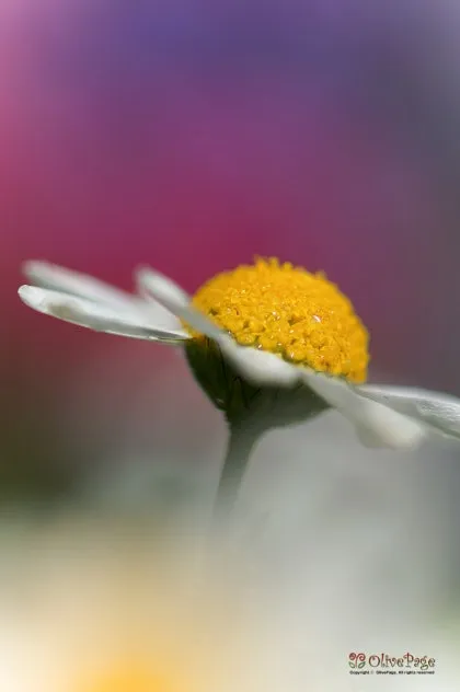 카모마일 재배 직파 심기 연속 개화 수확 건조_6