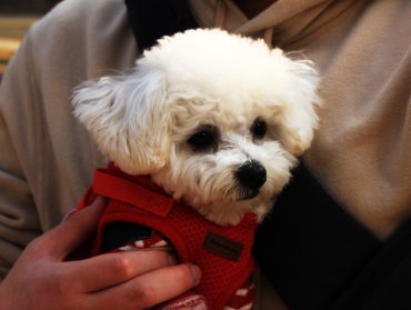 강아지 분리 불안