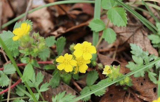 아홉산 대나무 숲