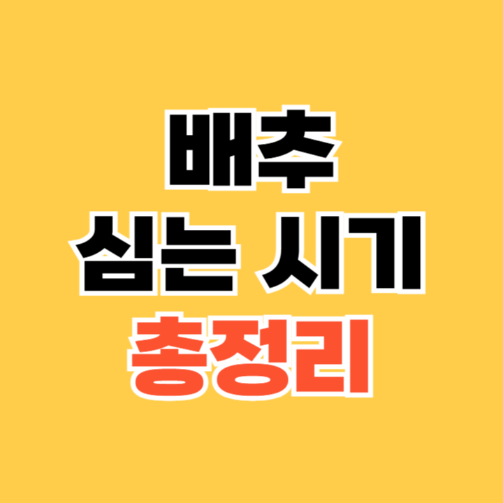 배추 심는 시기