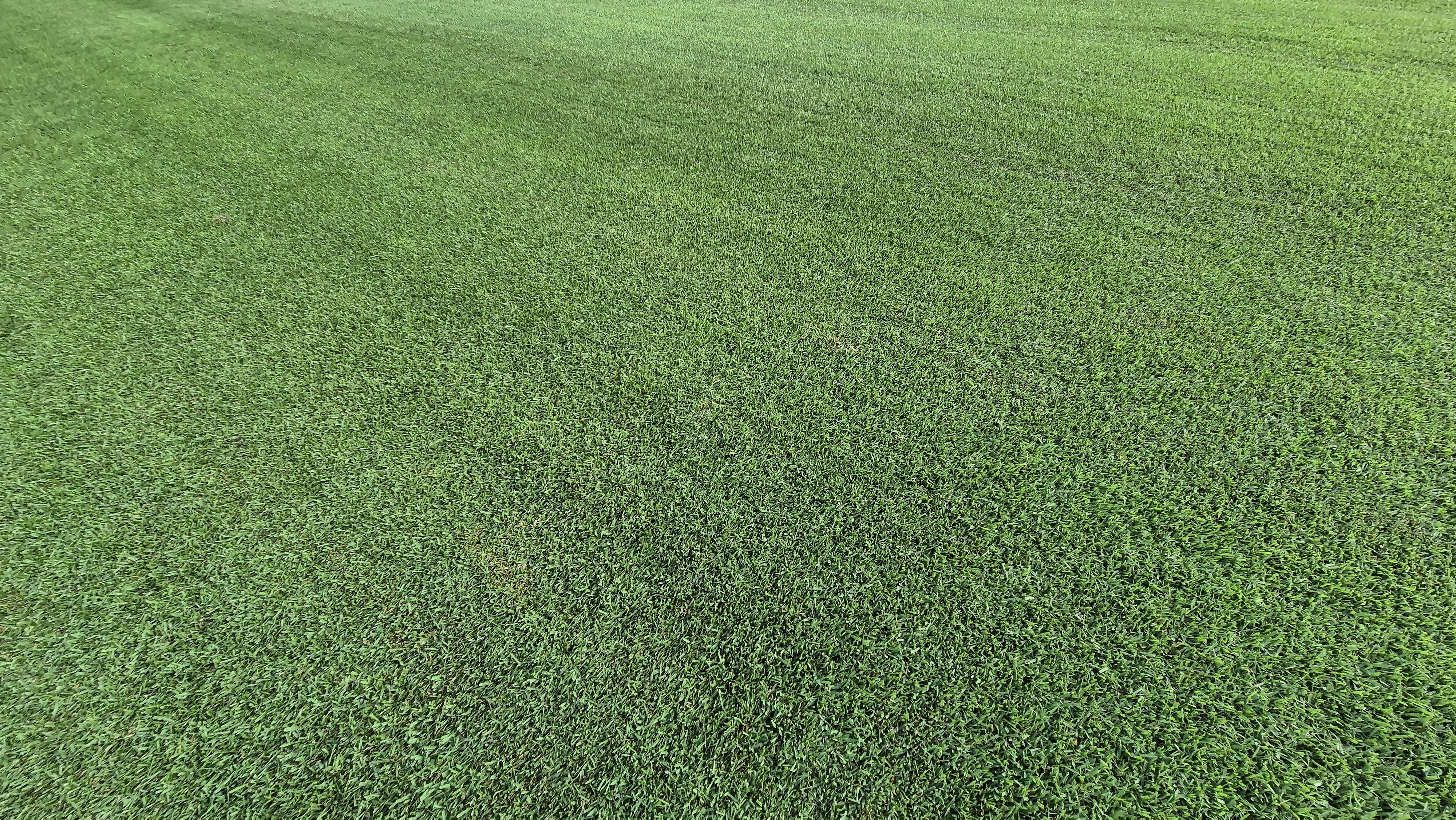 도고cc 코스 관리상태