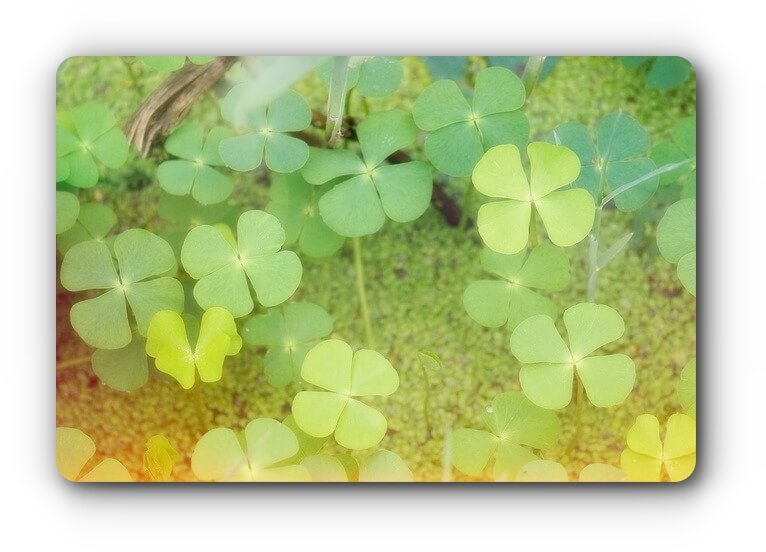 four-leaf clover
