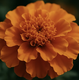 눈 건강 지킴이&amp;#44; 루테인이 풍부한 금송화의 효능