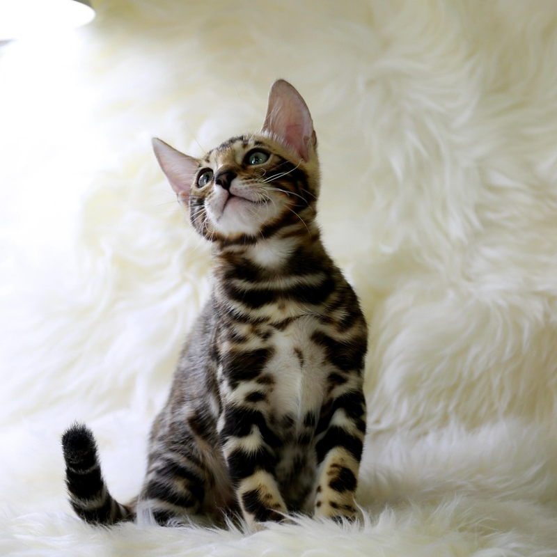 부자들이 선호하는 희귀 반려동물