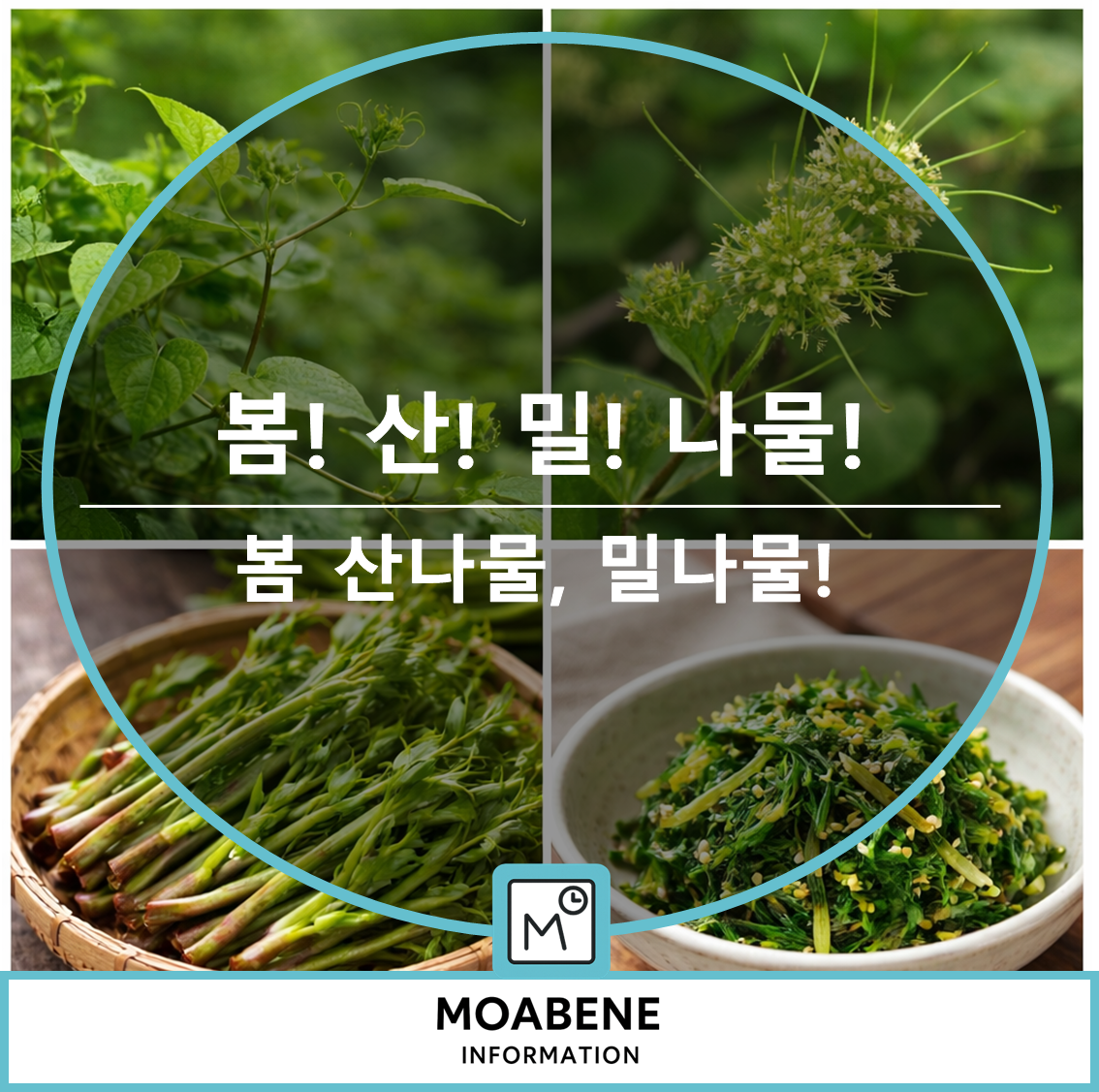 봄 산나물 &lsquo;밀나물&rsquo; 제대로 알기: 생김새, 채취 시기, 먹는 법, 활용 팁