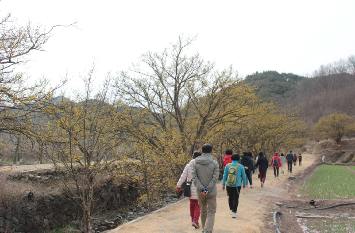 산수유1