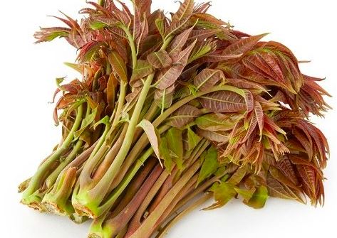 가죽나물 건강 효능