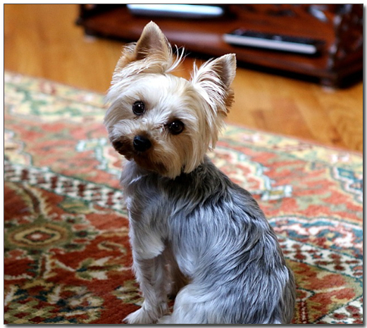 ๋ค๋์ ๋ณด๊ณ ์๋ ์ํฌ์
ํ
๋ฆฌ์ด